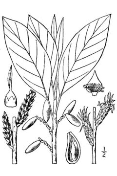 صورة <i>Leitneria floridana</i> Chapm.