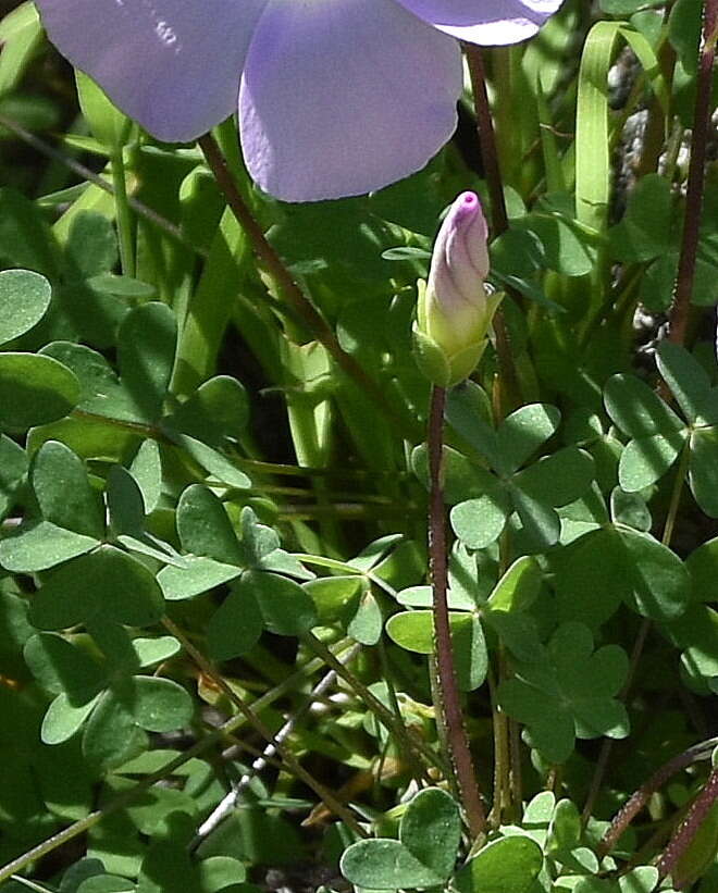 Sivun Oxalis comosa E. Mey. ex Harv. & Sond. kuva