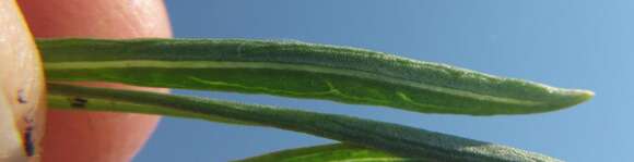 Image of Nidorella linifolia DC.