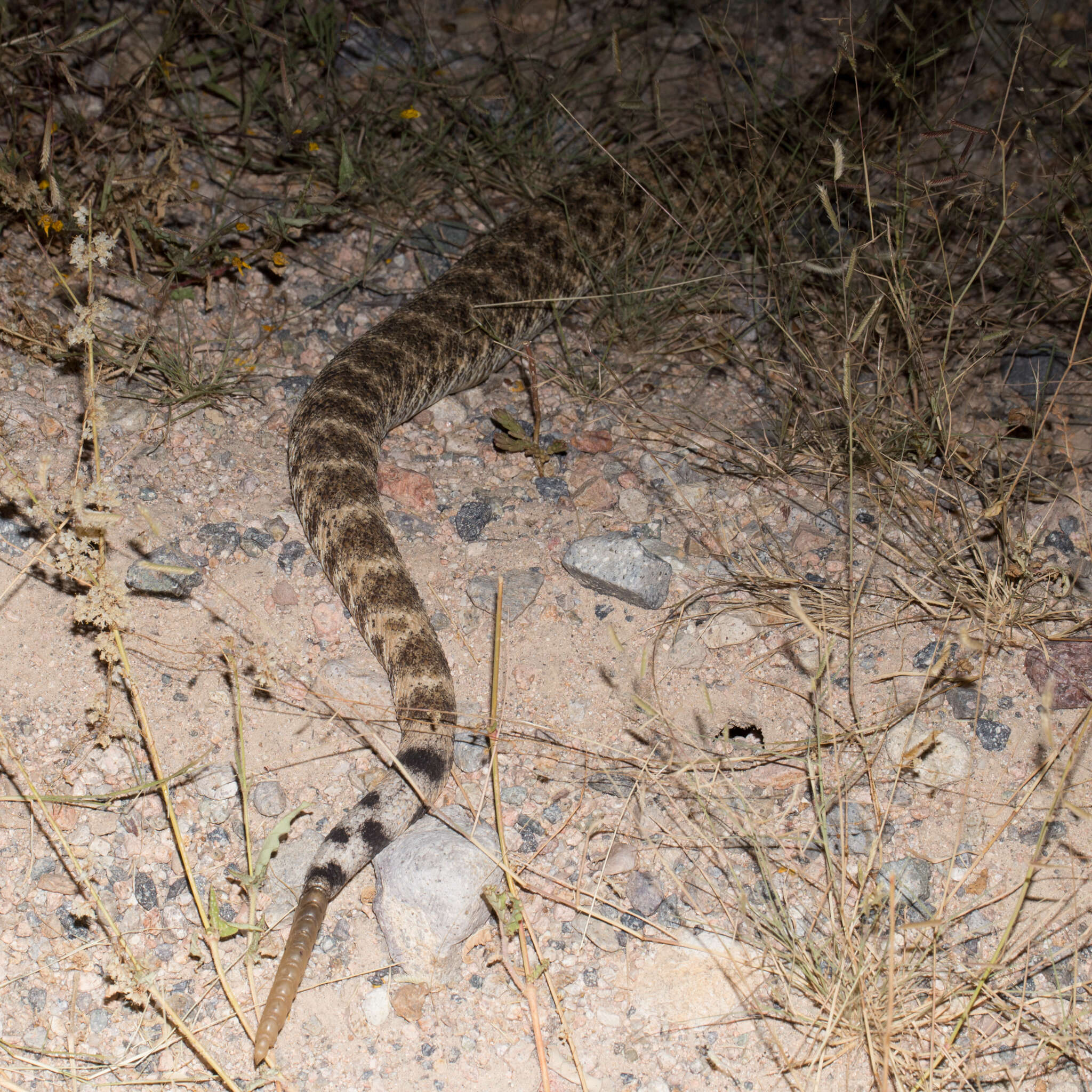 Image of Speckled Rattlesnake