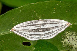 Image of Acropteris iphiata Guenée