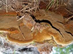 Image of Phellinus badius (Cooke) G. Cunn. 1965