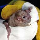 Image of White-winged Vampire Bat