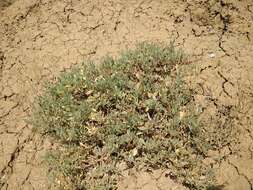 Image of Atriplex verrucifera Bieb.