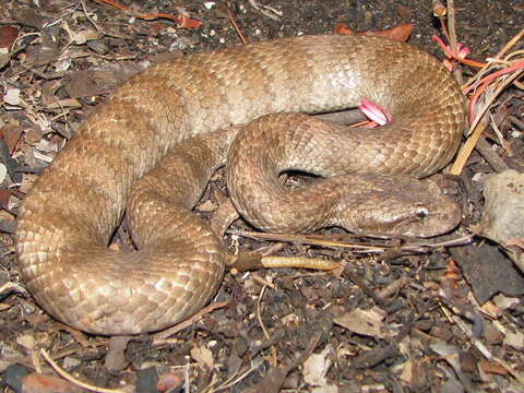 Image of Northern death adder