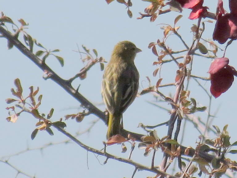 Image of <i>Ploceus velatus caurinus</i>