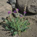 Image de Oxytropis adamsiana (Trautv.) Jurtzev