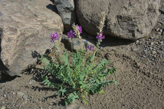 Image de Oxytropis adamsiana (Trautv.) Jurtzev