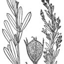 Image of Lespedeza leptostachya A. Gray