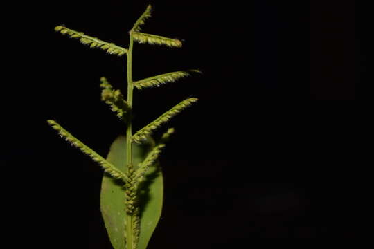 Image of Paspalum canarae (Steud.) Veldkamp