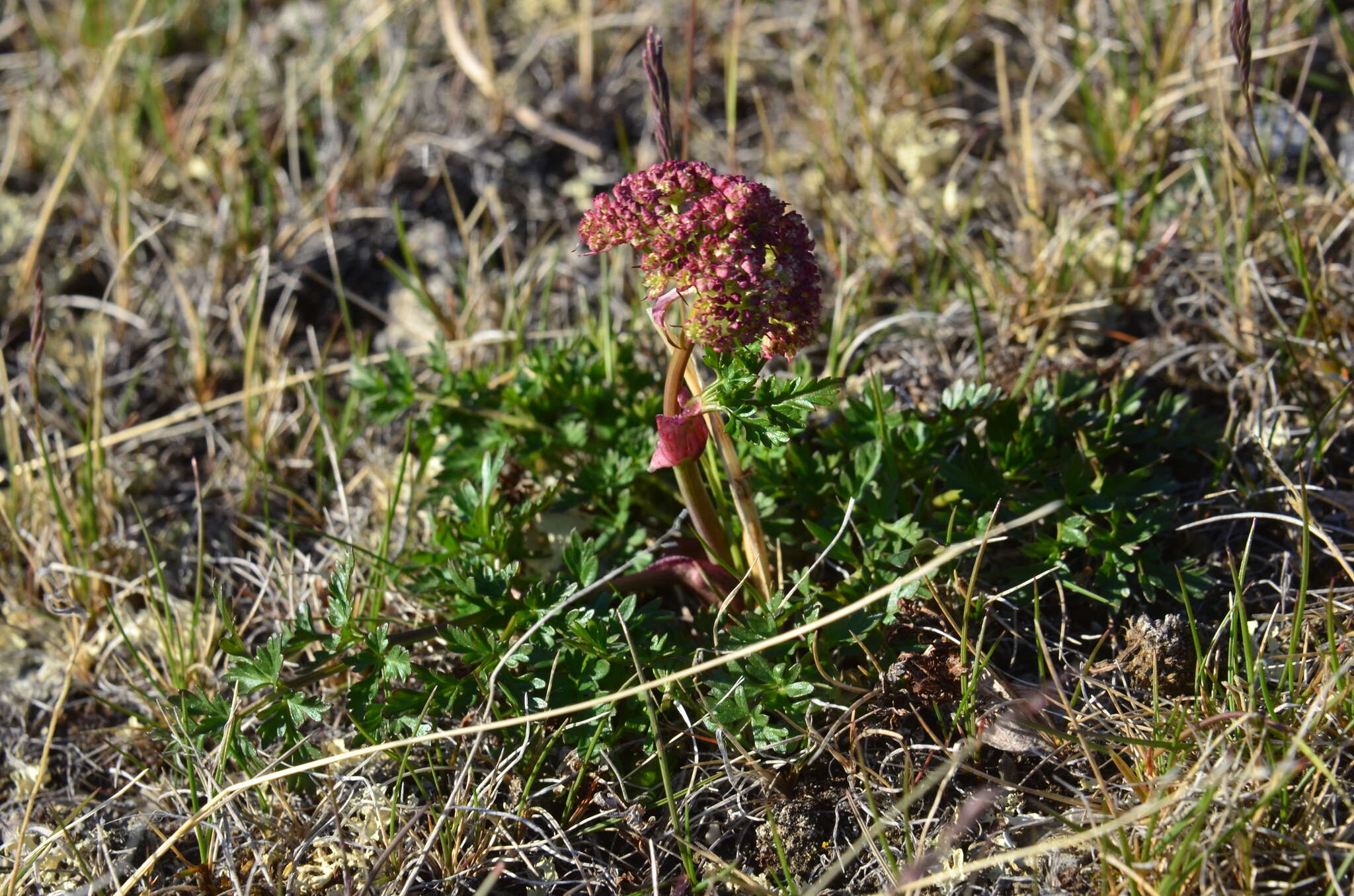 Image of Jakutsk snowparsley