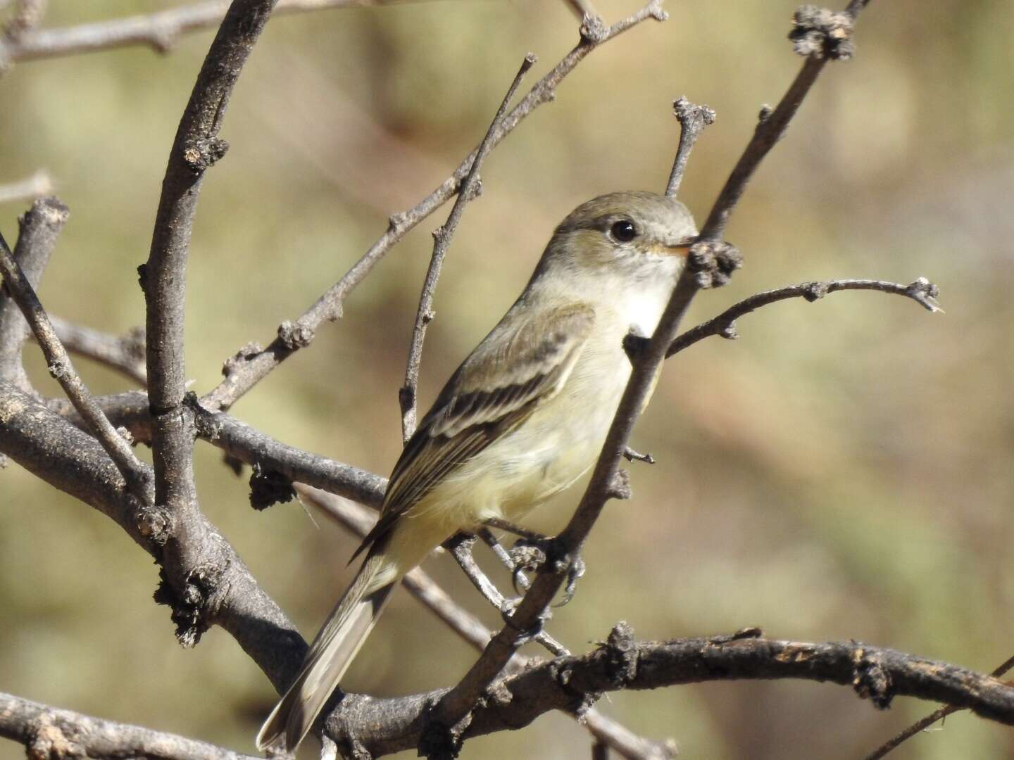 Image of American Grey Flycatcher