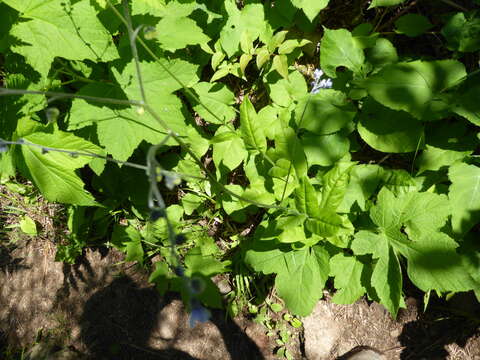 Image of Northern Wild Comfrey