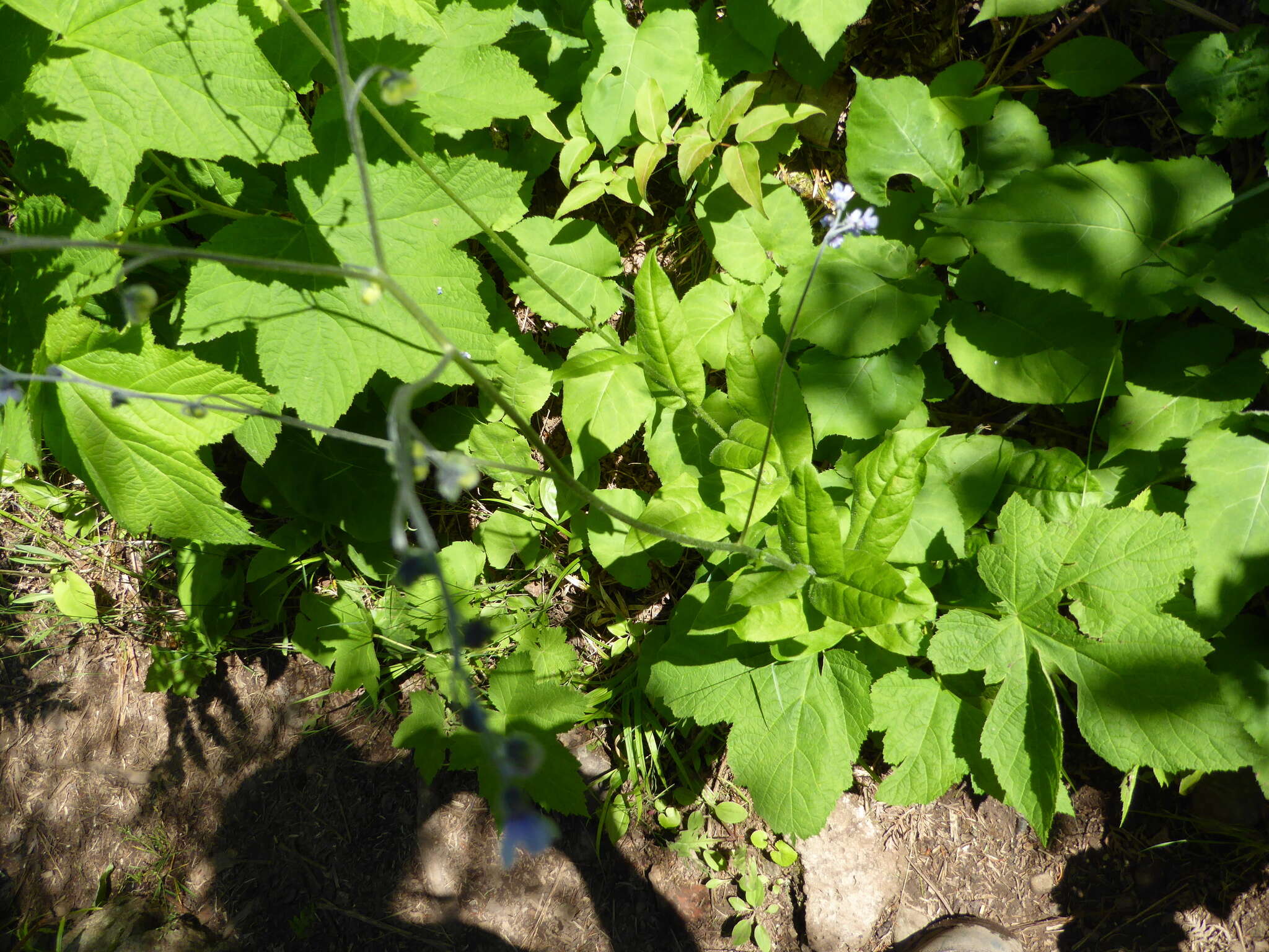 Plancia ëd Andersonglossum boreale (Fernald) J. I. Cohen