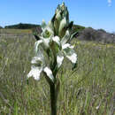 Image of Chloraea piquichen (Lam.) Lindl.