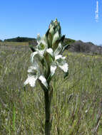 Plancia ëd Chloraea piquichen (Lam.) Lindl.