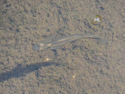 Image of Blackstripe Topminnow