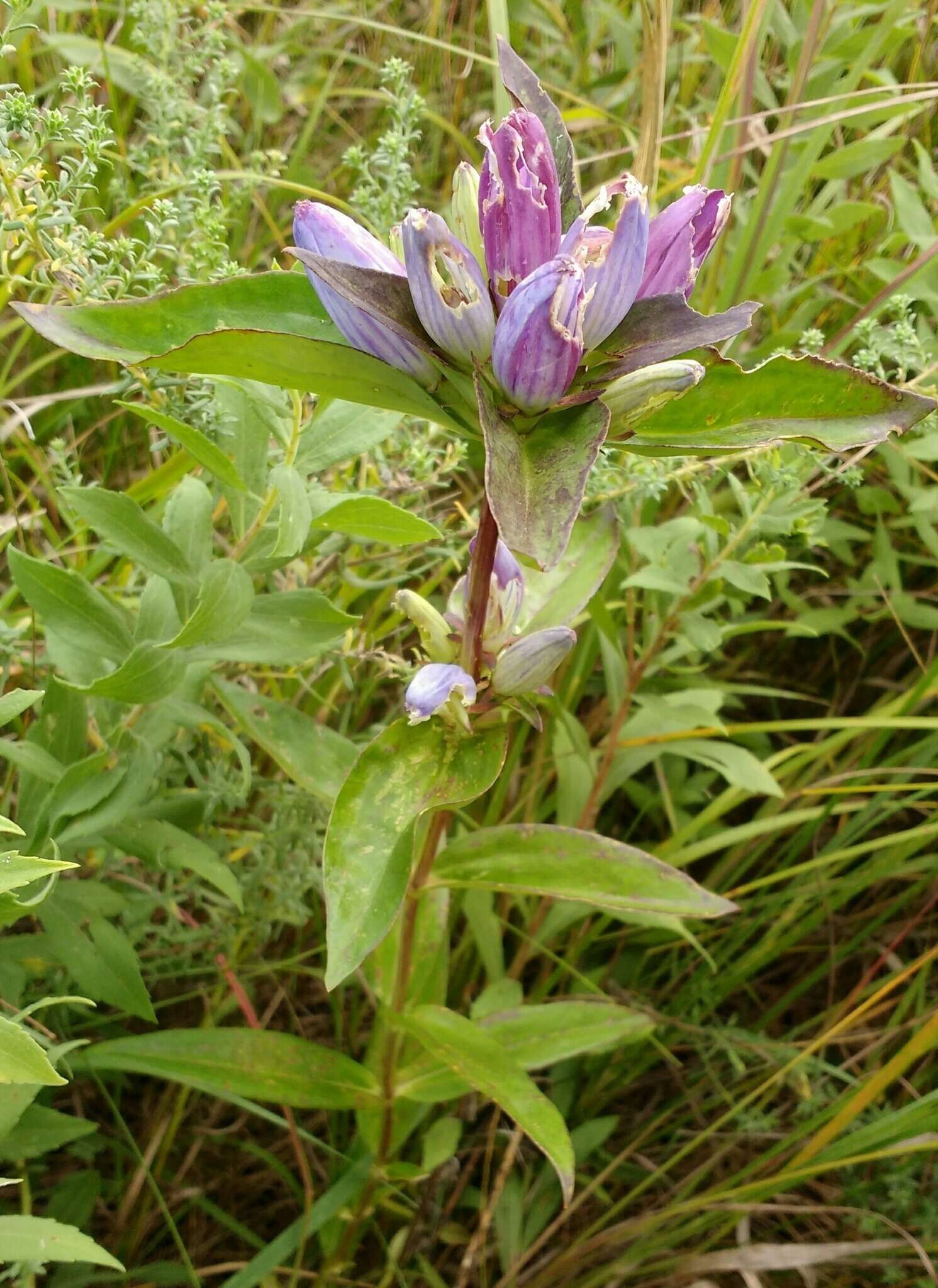 Image de Gentiana andrewsii Griseb.