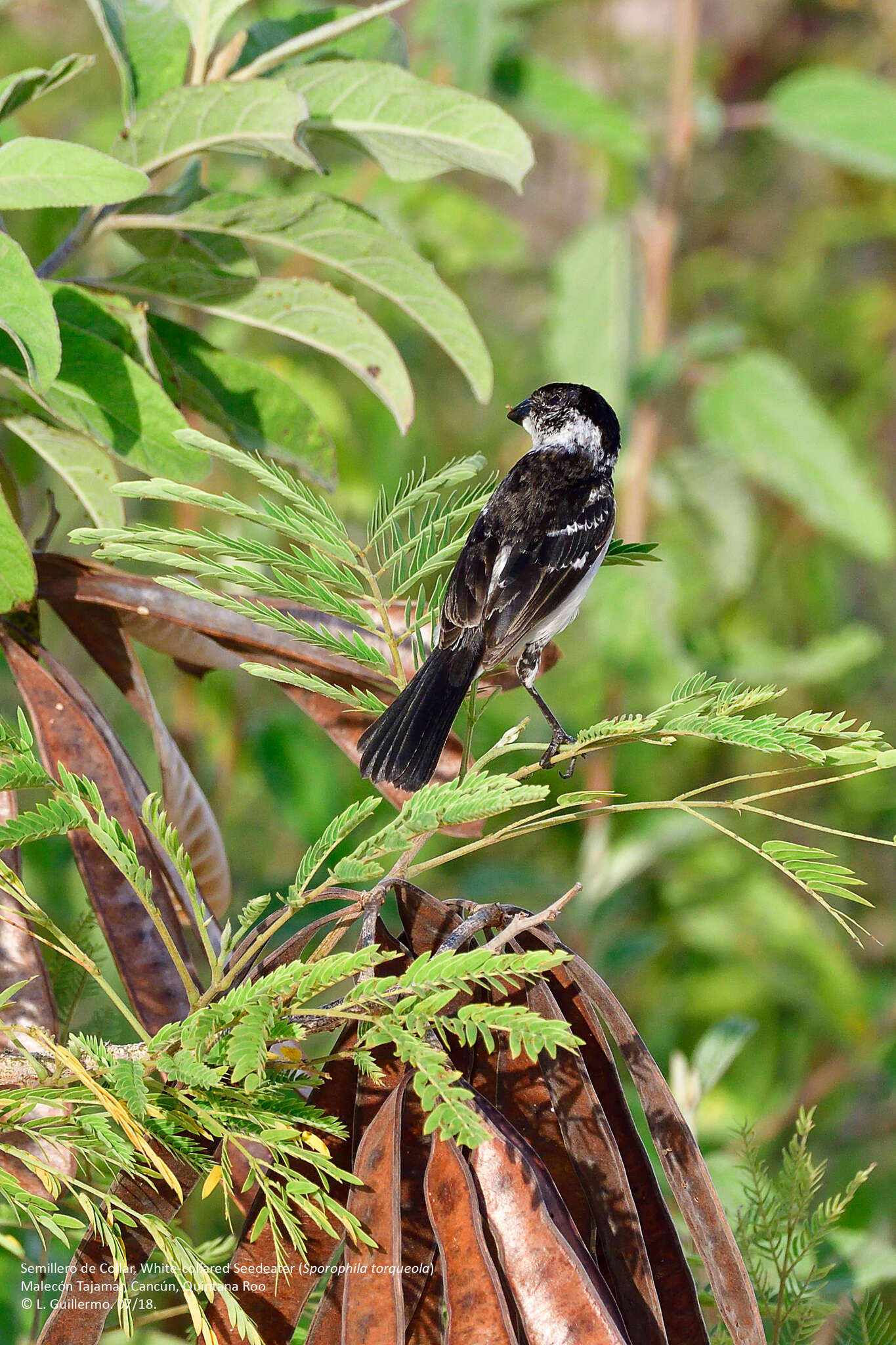 Imagem de Sporophila morelleti morelleti (Bonaparte 1850)