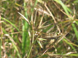 Image of Dianthus superbus subsp. stenocalyx (Trautv.) Kleopow