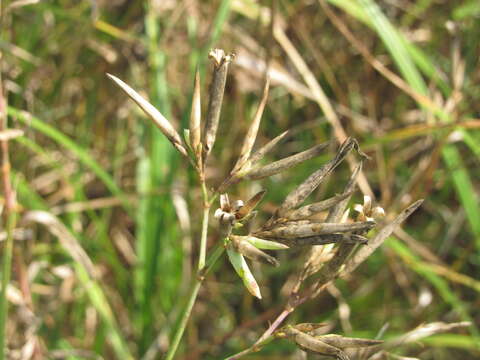 Image of Dianthus superbus subsp. stenocalyx (Trautv.) Kleopow