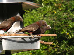 Image of North Island Kaka