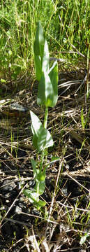 Image de Blackstonia perfoliata subsp. perfoliata