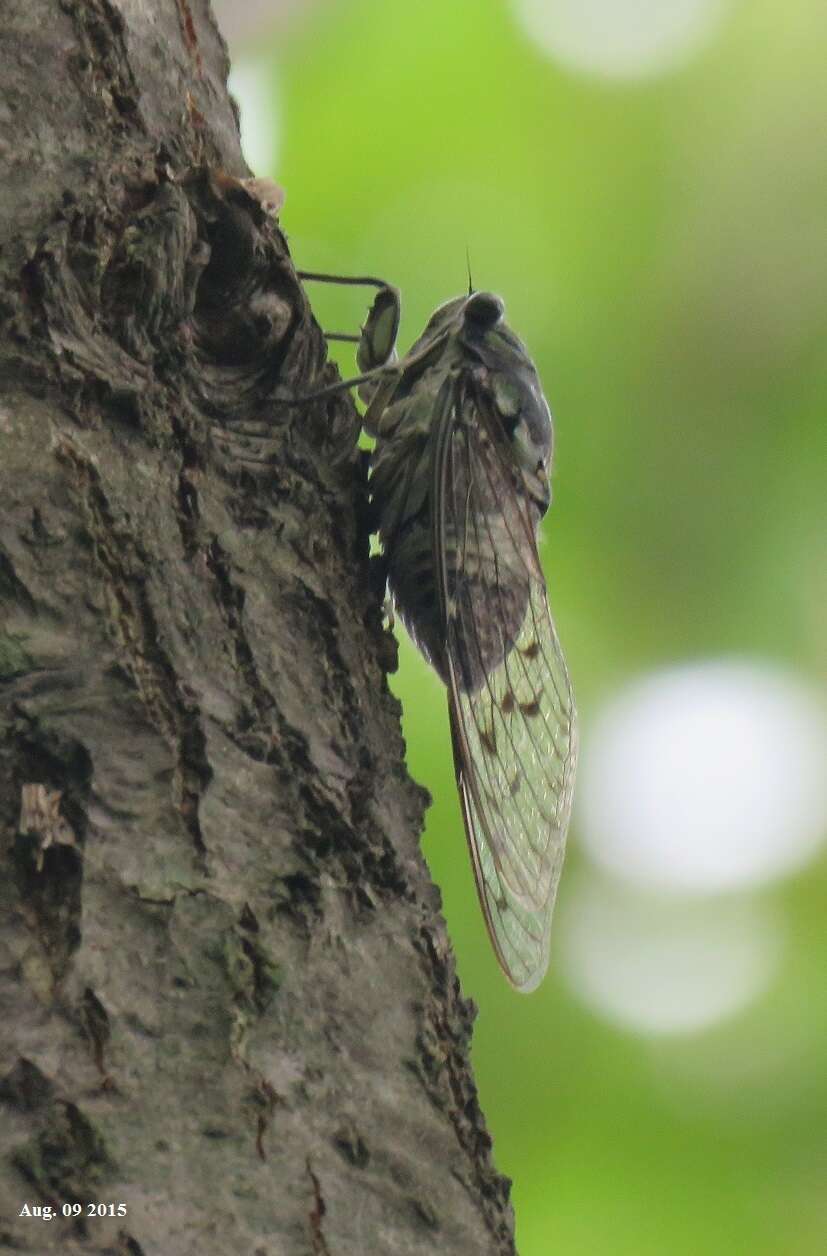 Hyalessa maculaticollis (Motschulsky 1866) resmi