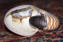 Image of chambered nautilus