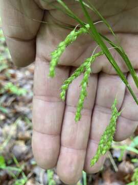 Carex oxylepis var. pubescens J. K. Underw. resmi