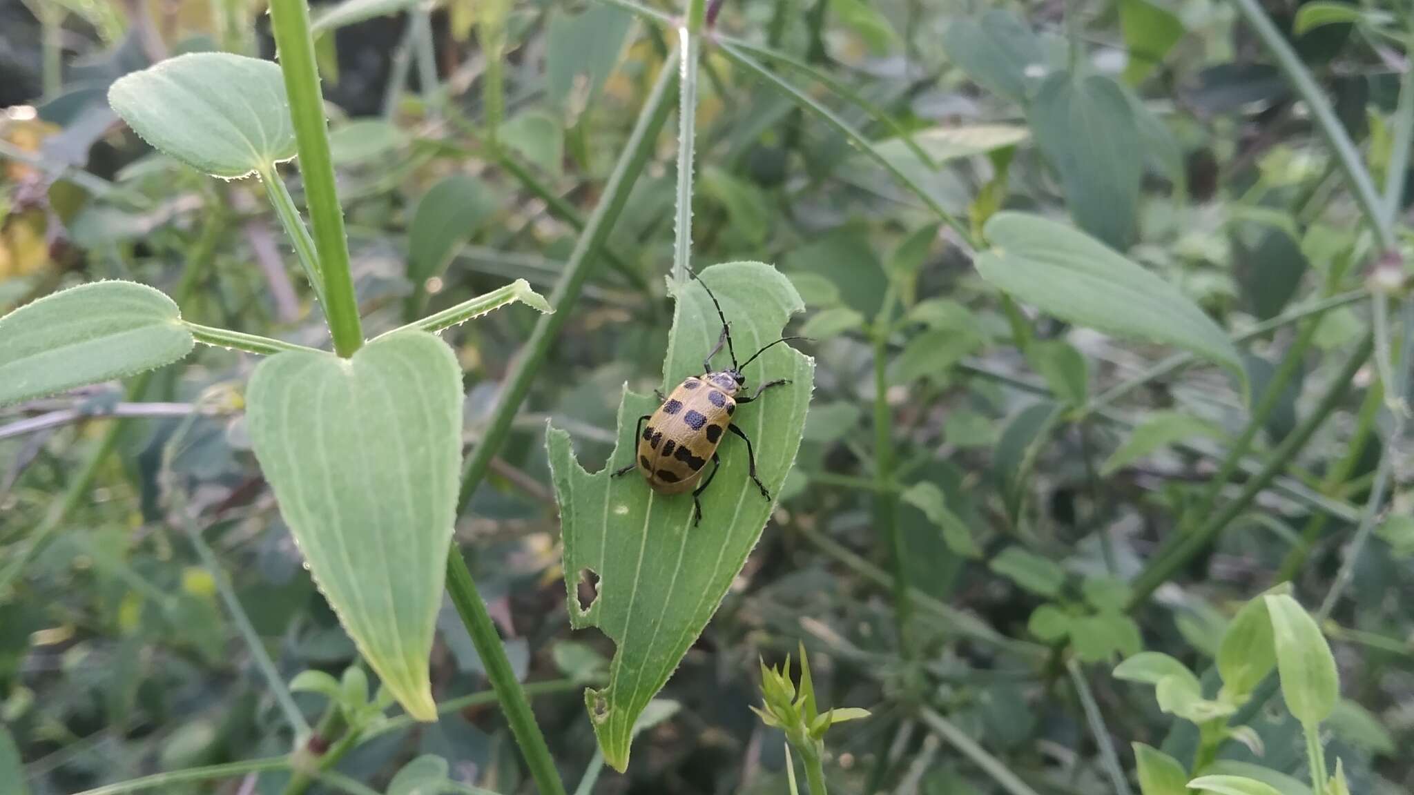 Image of <i>Meristata quadrifasciata</i>