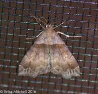 Image of Ambiguous Moth