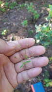 Image of Texas chickweed