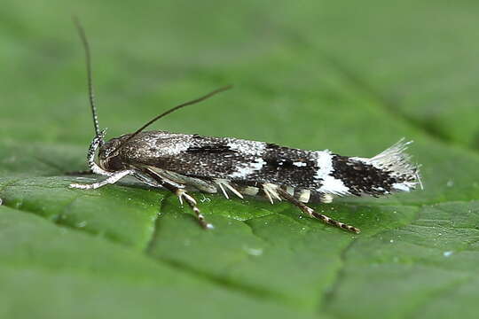 Image of Mompha sturnipenella