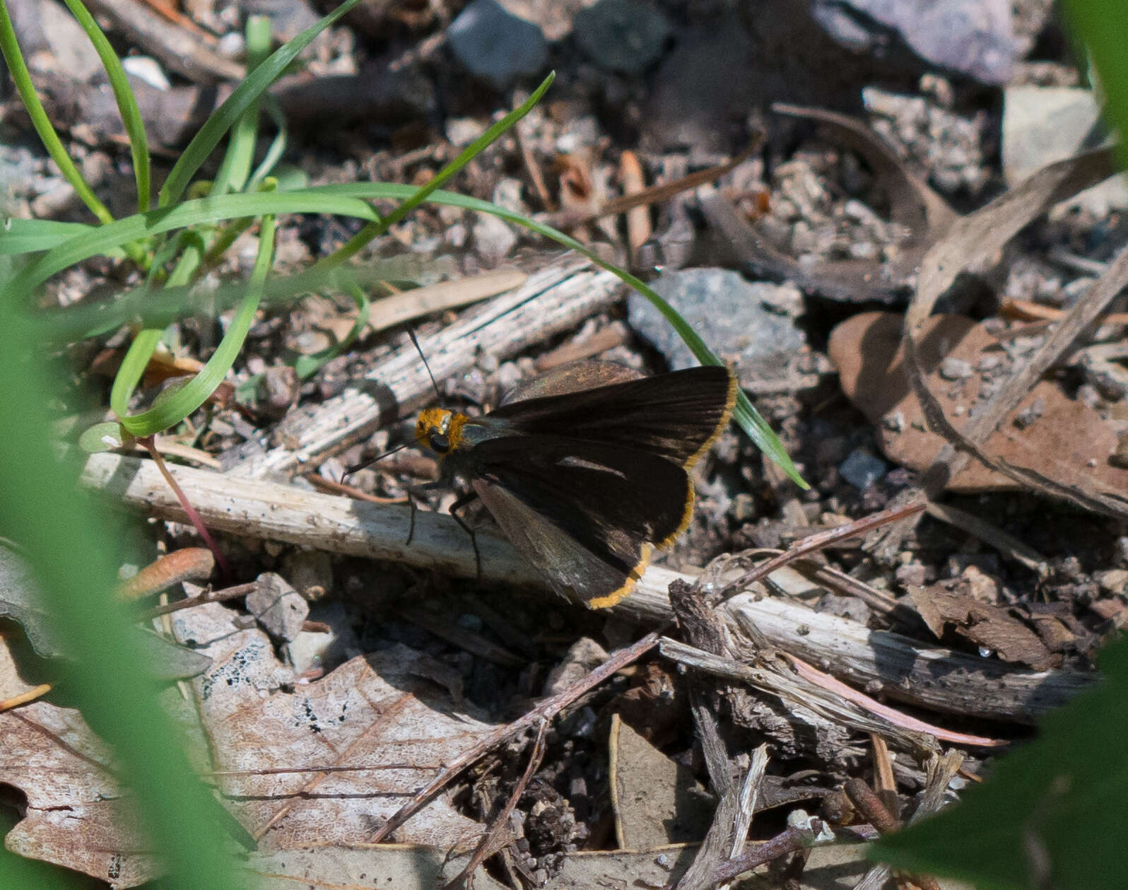 Sivun Amblyscirtes fimbriata (Plötz 1882) kuva