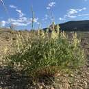 Imagem de Astragalus racemosus var. treleasei C. L. Porter