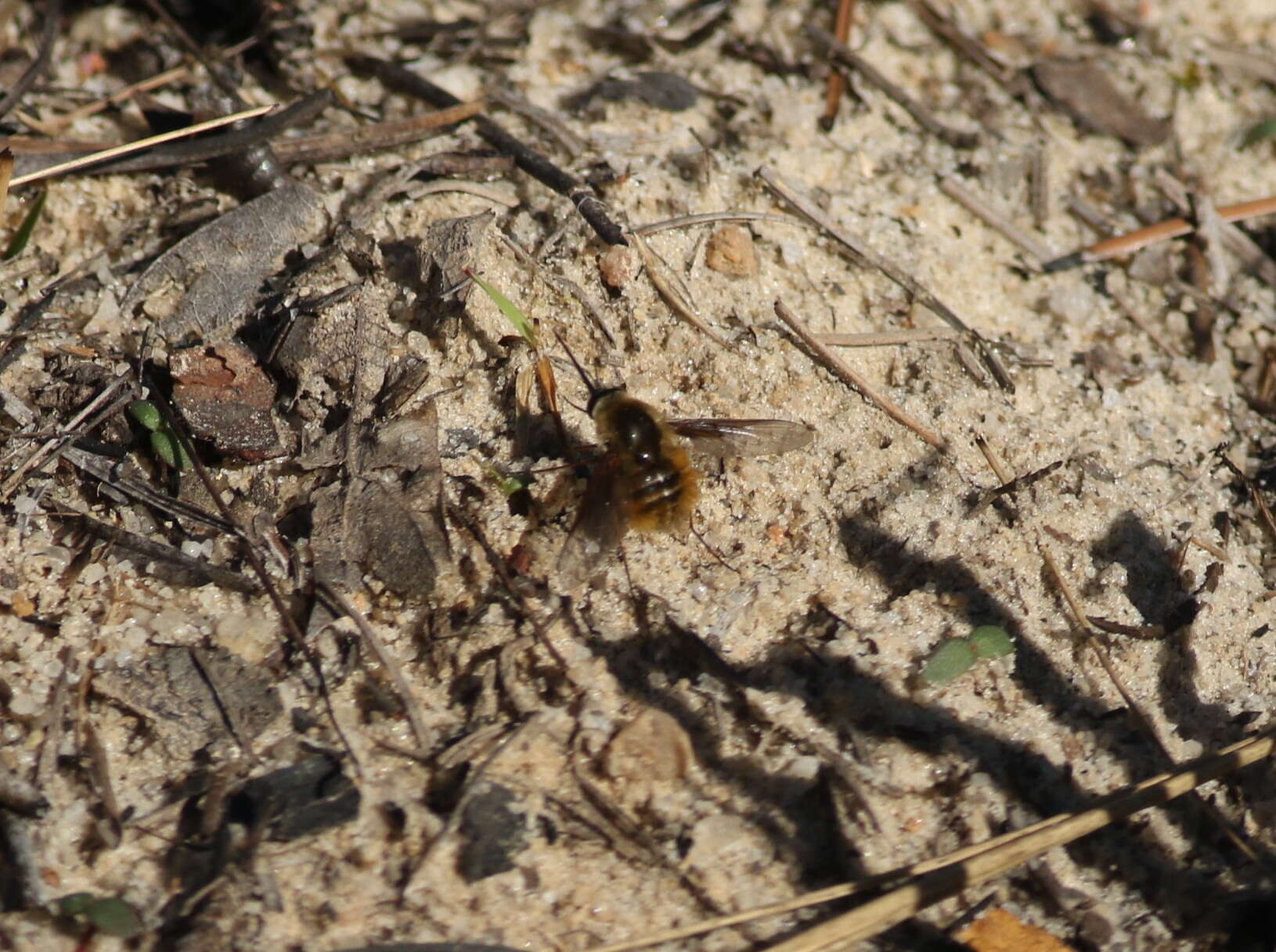 Image of Bombylius mexicanus Wiedemann 1821