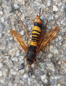 Image of Tremex fuscicornis (Fabricius 1787)