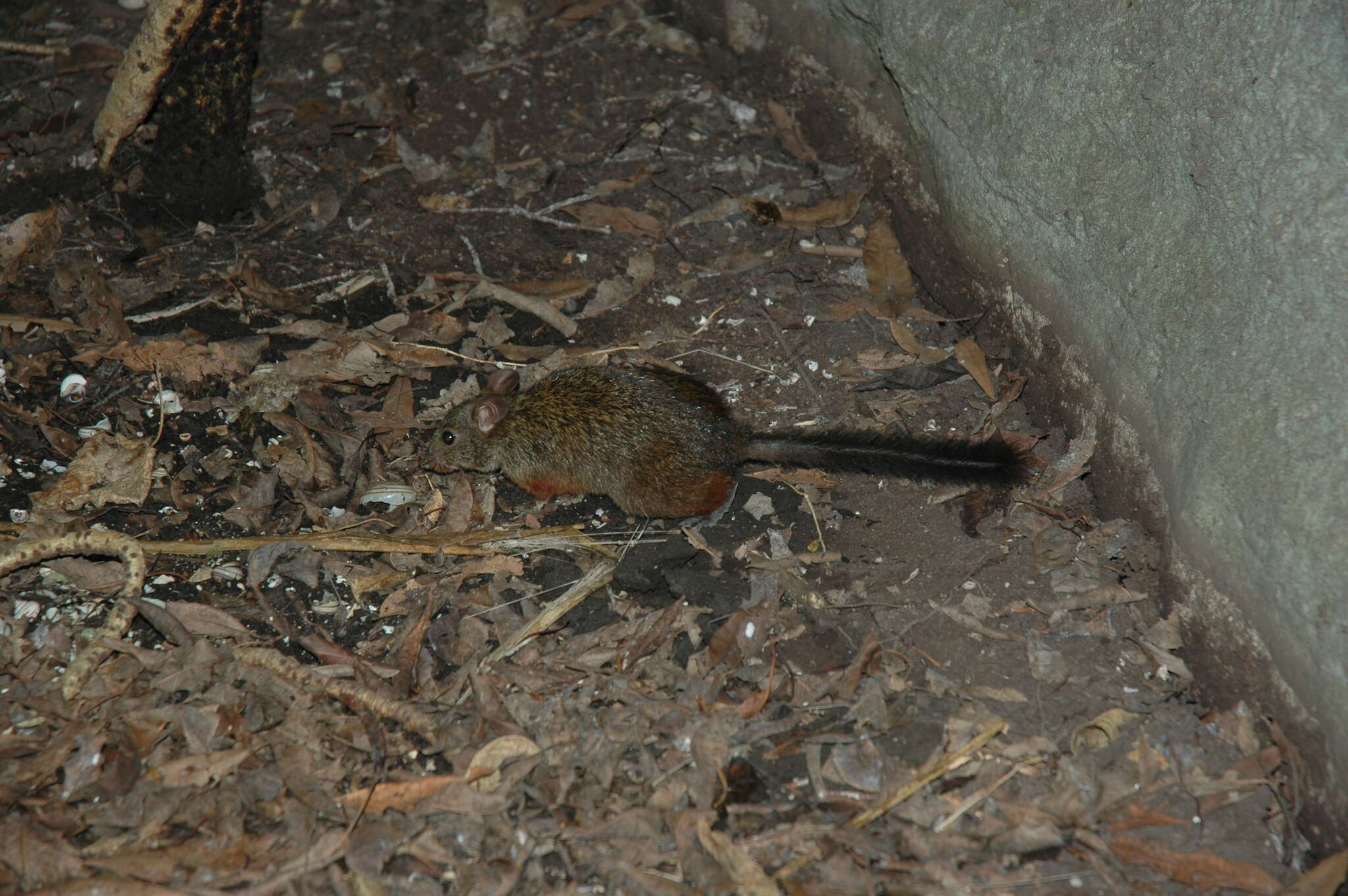 Image of Lowland Red Forest Rat