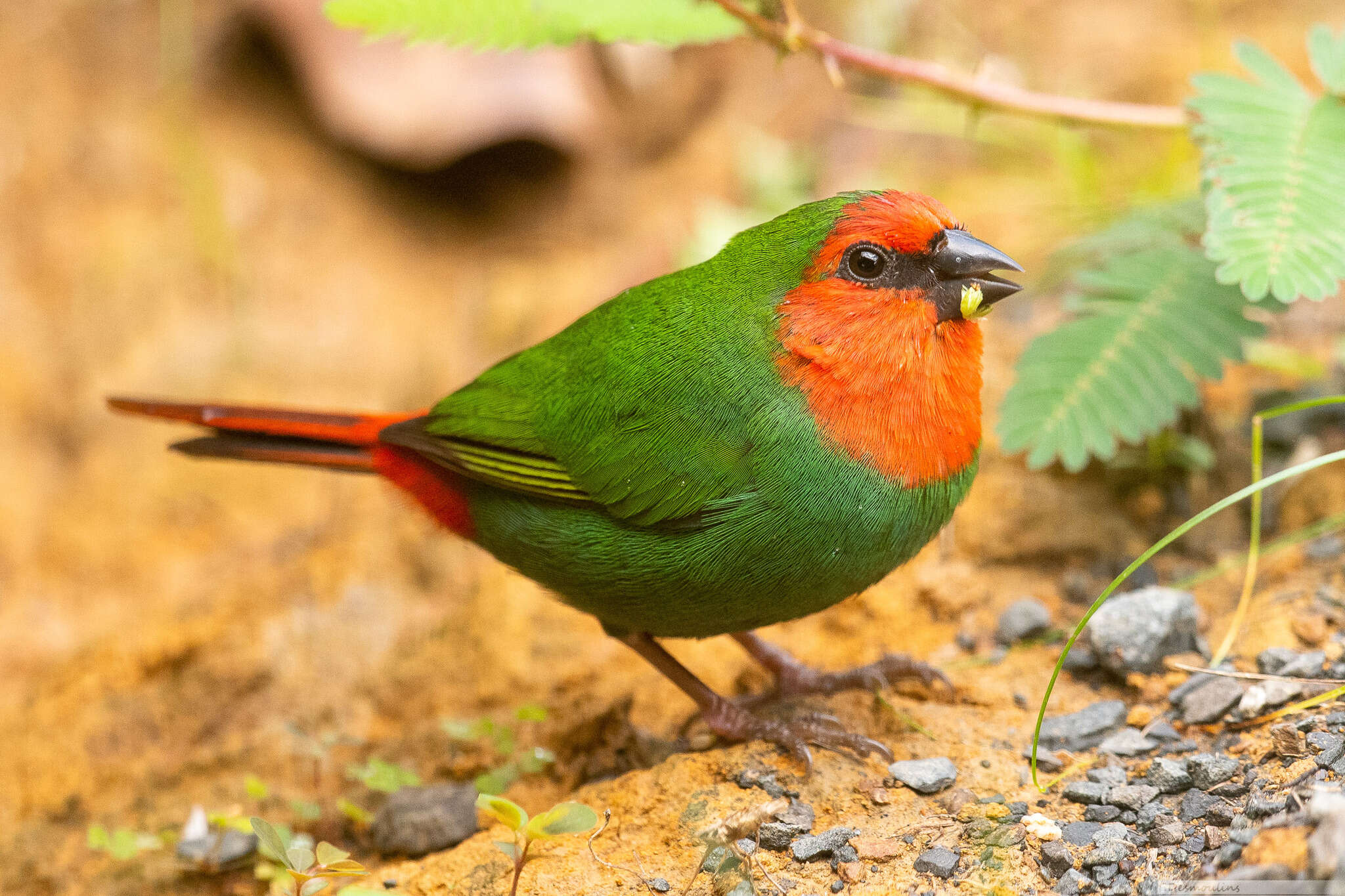 Image of Red-throated Parrot-Finch