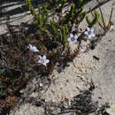 Image of Wahlenbergia oxyphylla A. DC.