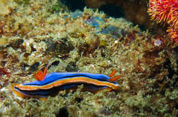 Image of Chromodoris hamiltoni Rudman 1977