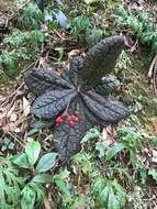 Image of Ardisia primulifolia Gardner & Champ.