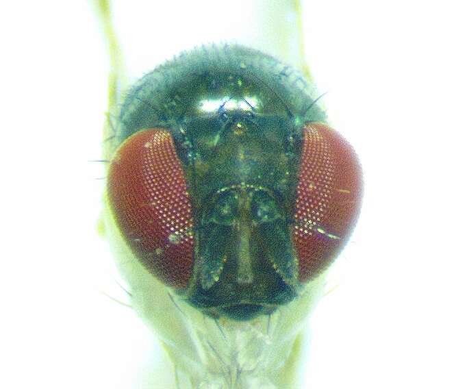 Image of Mycodrosophila dimidiata (Loew 1862)