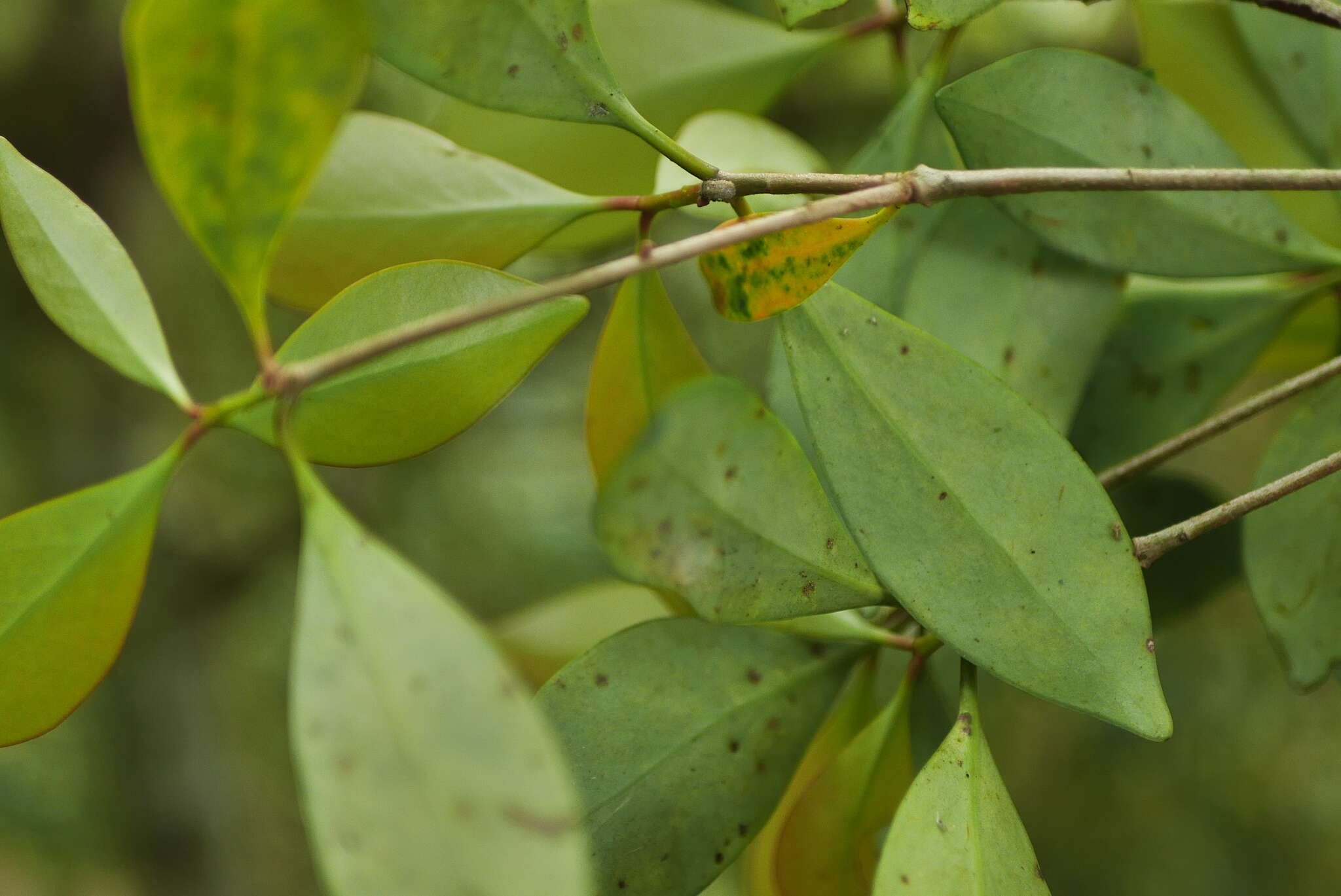 Imagem de Ternstroemia gymnanthera (Wight & Arn.) Sprague