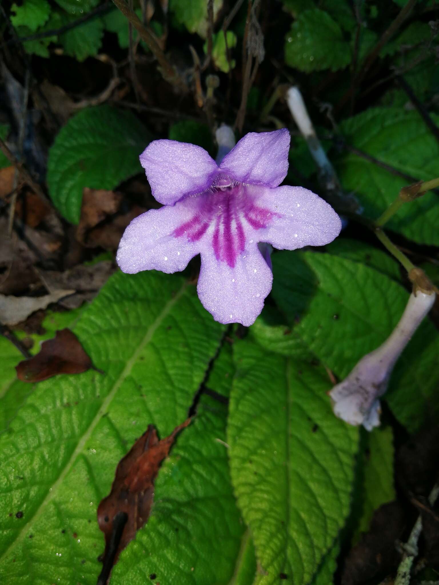 Image of Streptocarpus rexii (Hook.) Lindley