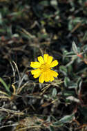 Image of Arctic Squaw-Weed