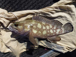 Image of Speckled-fin Rockcod