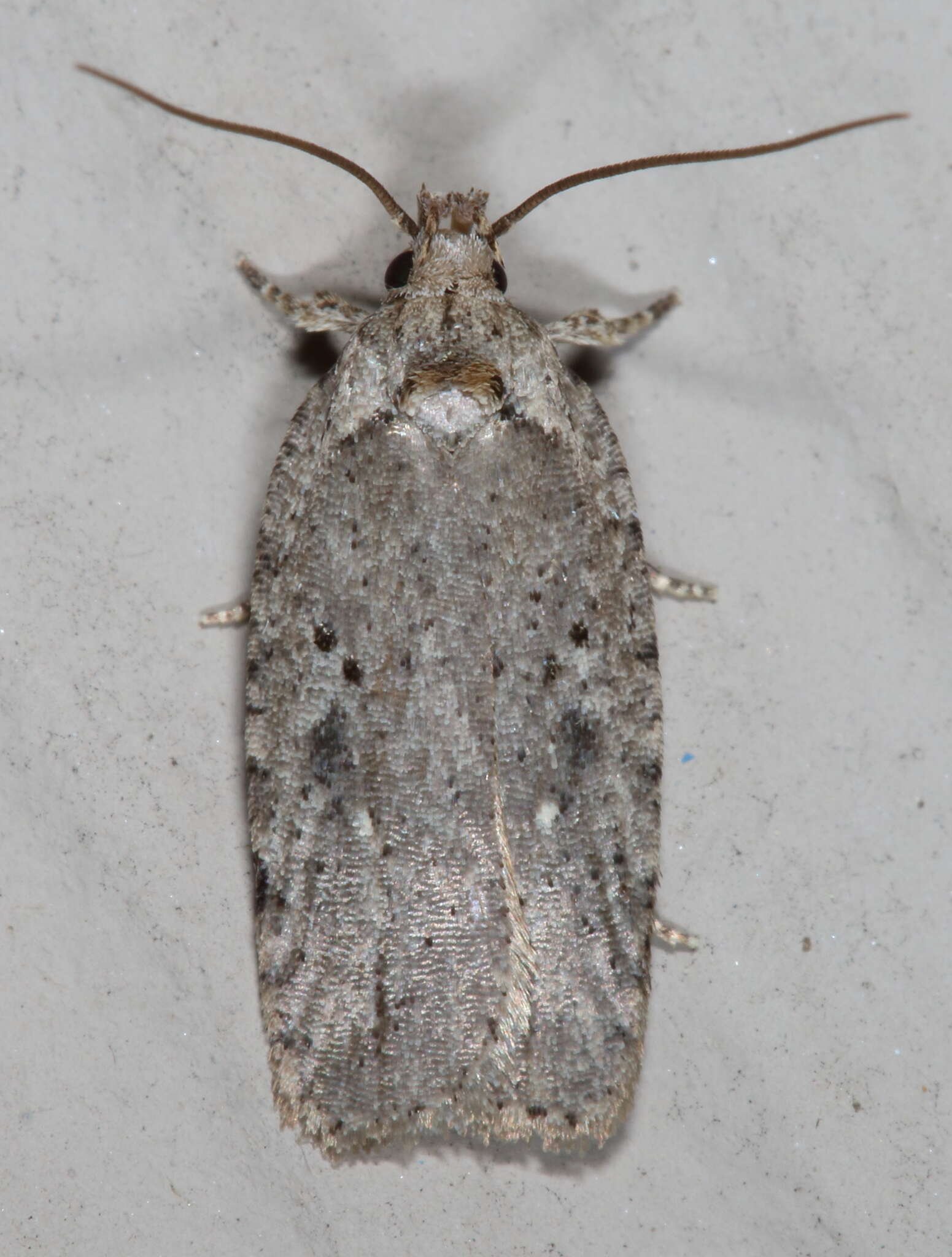 Image of Agonopterix argillacea Walsingham 1881