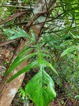 Image of Philodendron pedatum (Hook.) Kunth